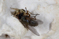 Une femelle (Araneae - Salticidae - Macaroeris nidicolens)